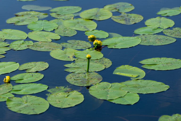 Water Lily